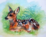 young fawn
